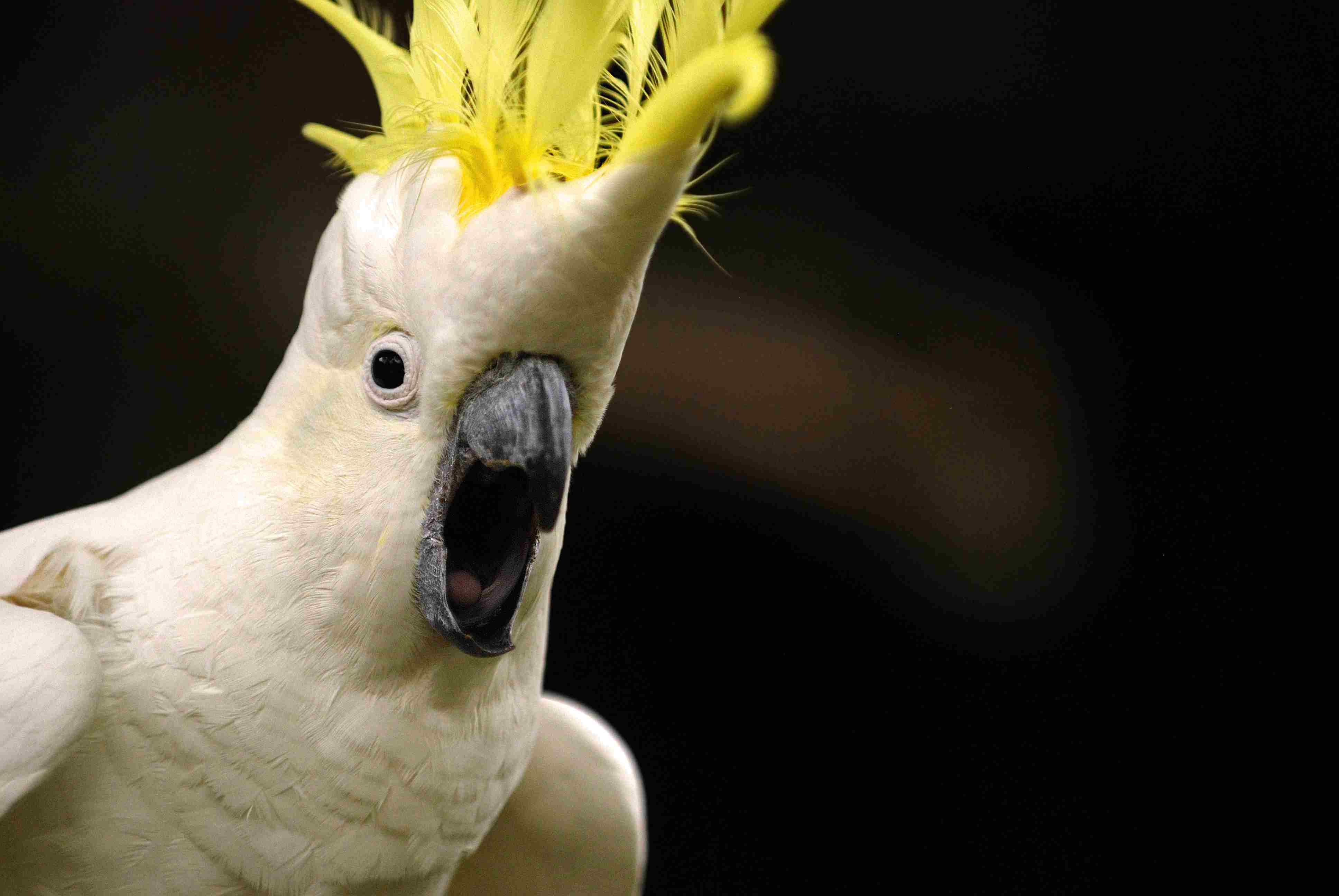 Excited Cockatoo