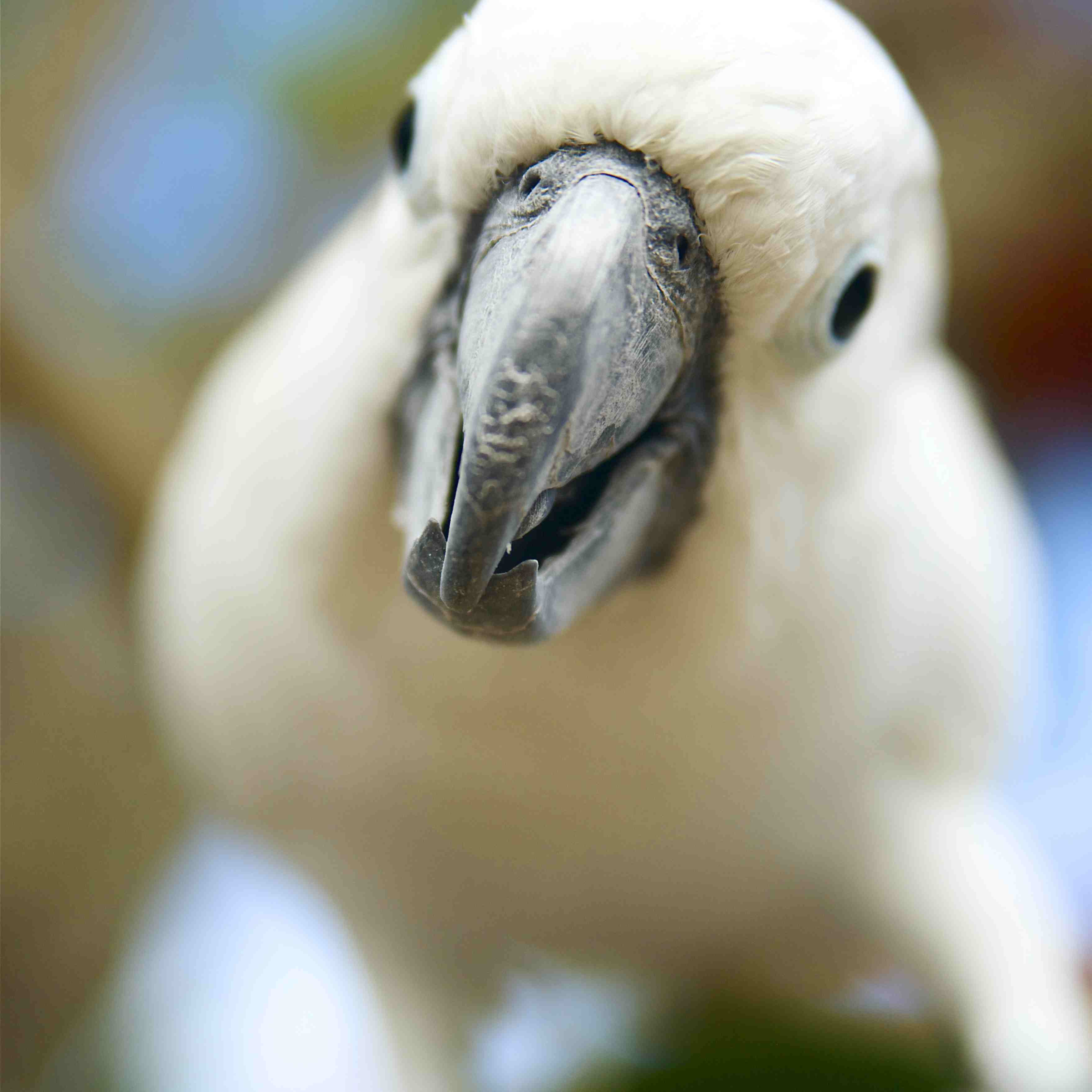 Hawaii, Kauai, White Cockatoo bird.