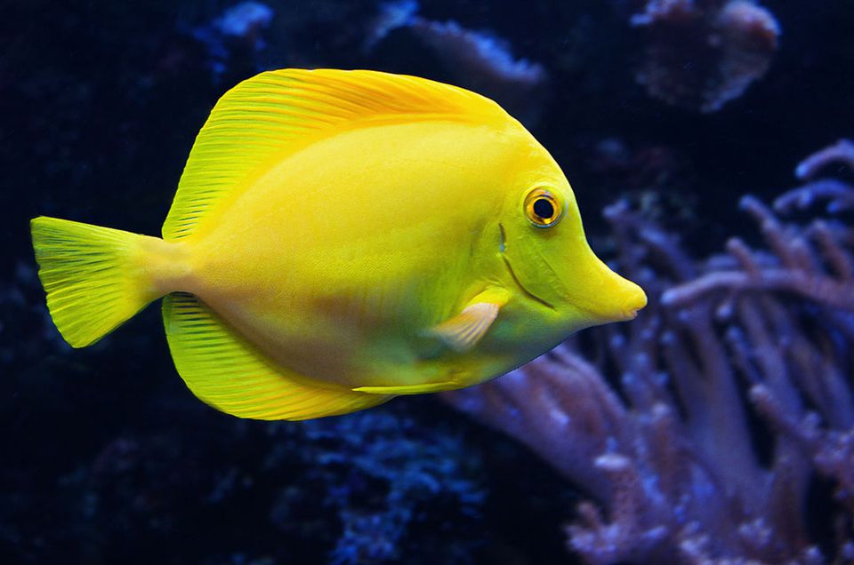 Yellow Tang Fish