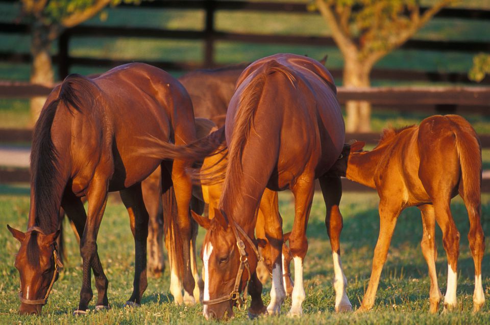 Broodmares and foals