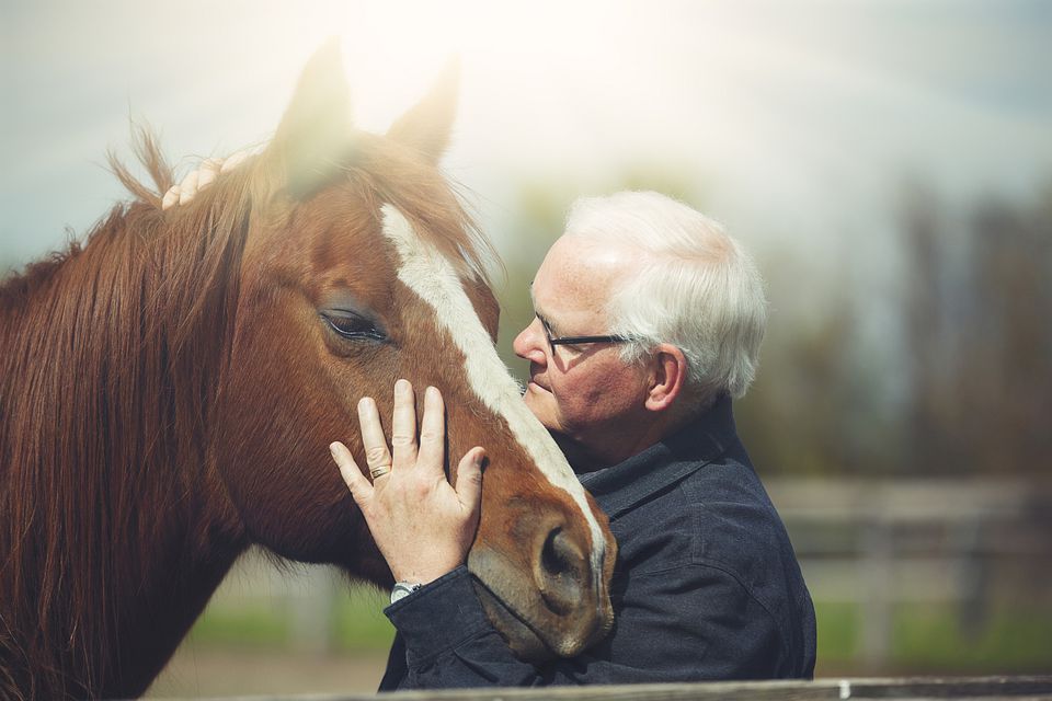Human-horse bond
