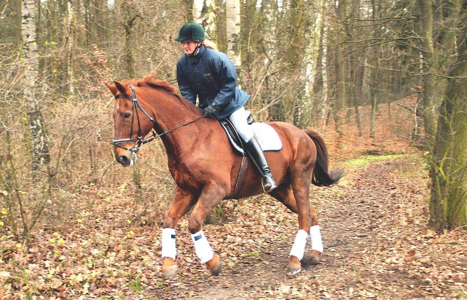 Learn to canter