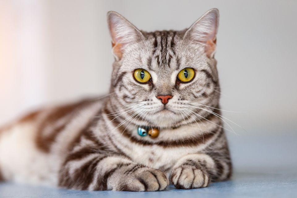 Gray striped American Shorthair cat laying down and looking at camera.