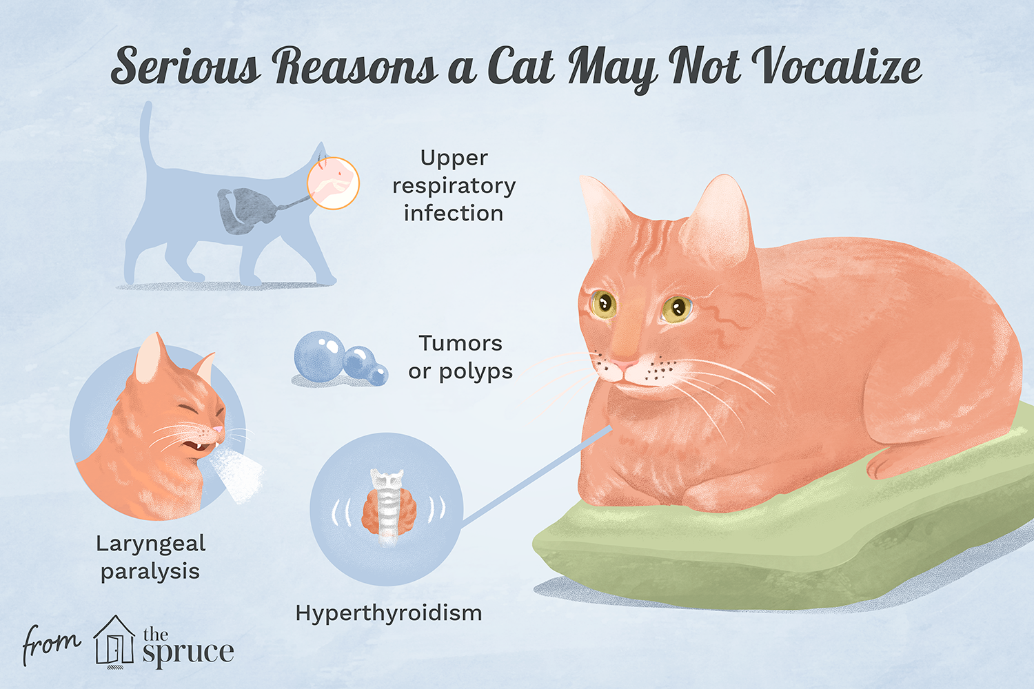 serious reasons a cat may not vocalize illustration
