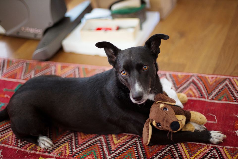 Dog laying on carpet and holding stuffed dog toy