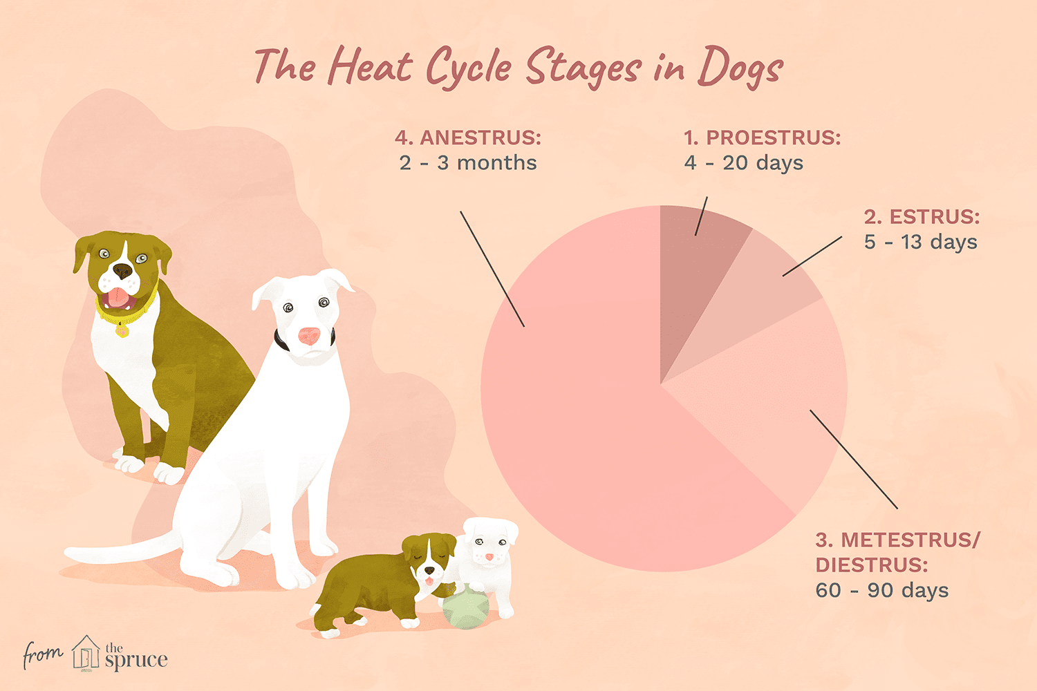 Illustration of the heat cycle stages in dogs including proestrus, estrus, metestrus, and anestrus.