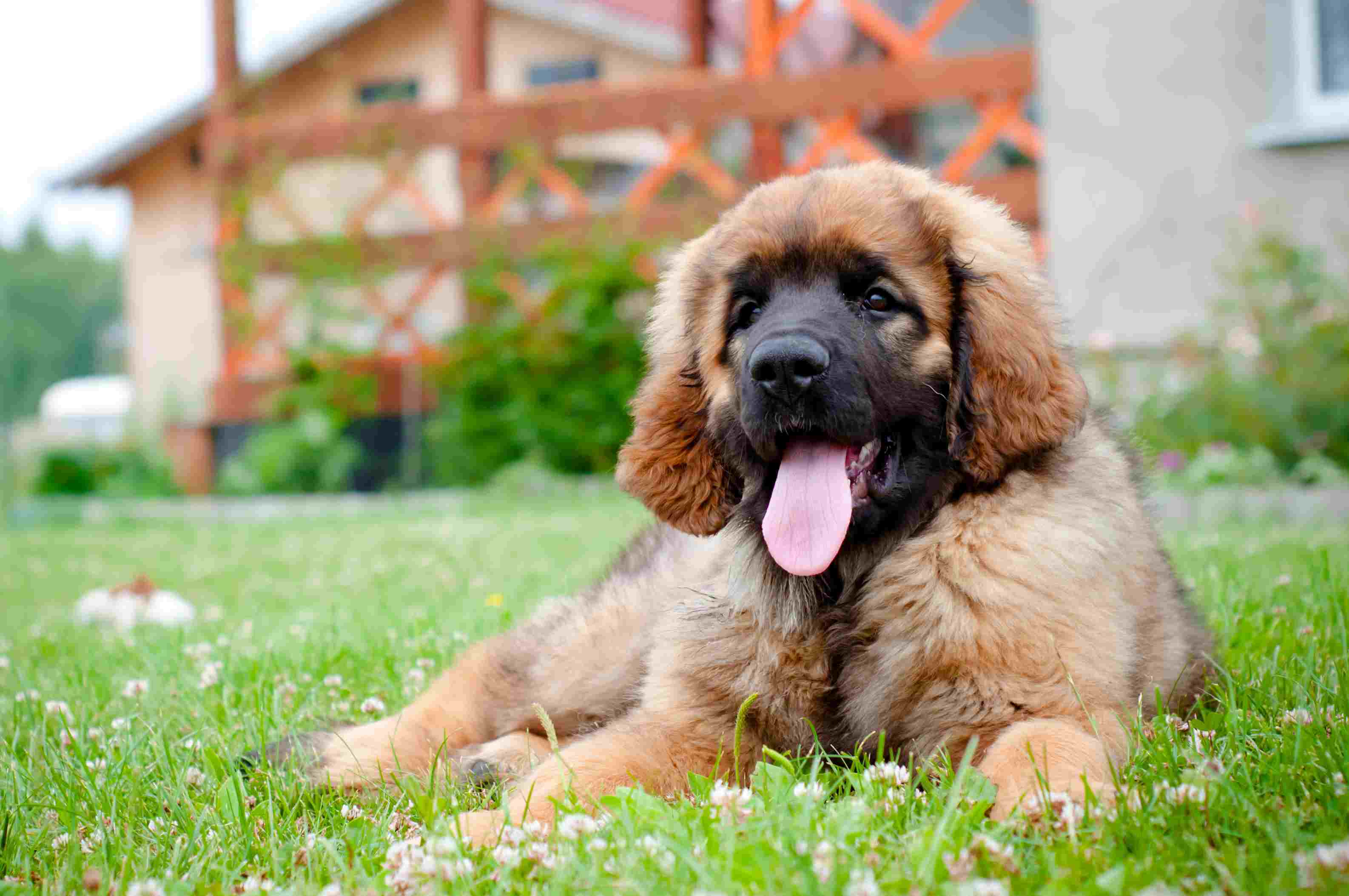 leonberger dog puppy resting in the yard