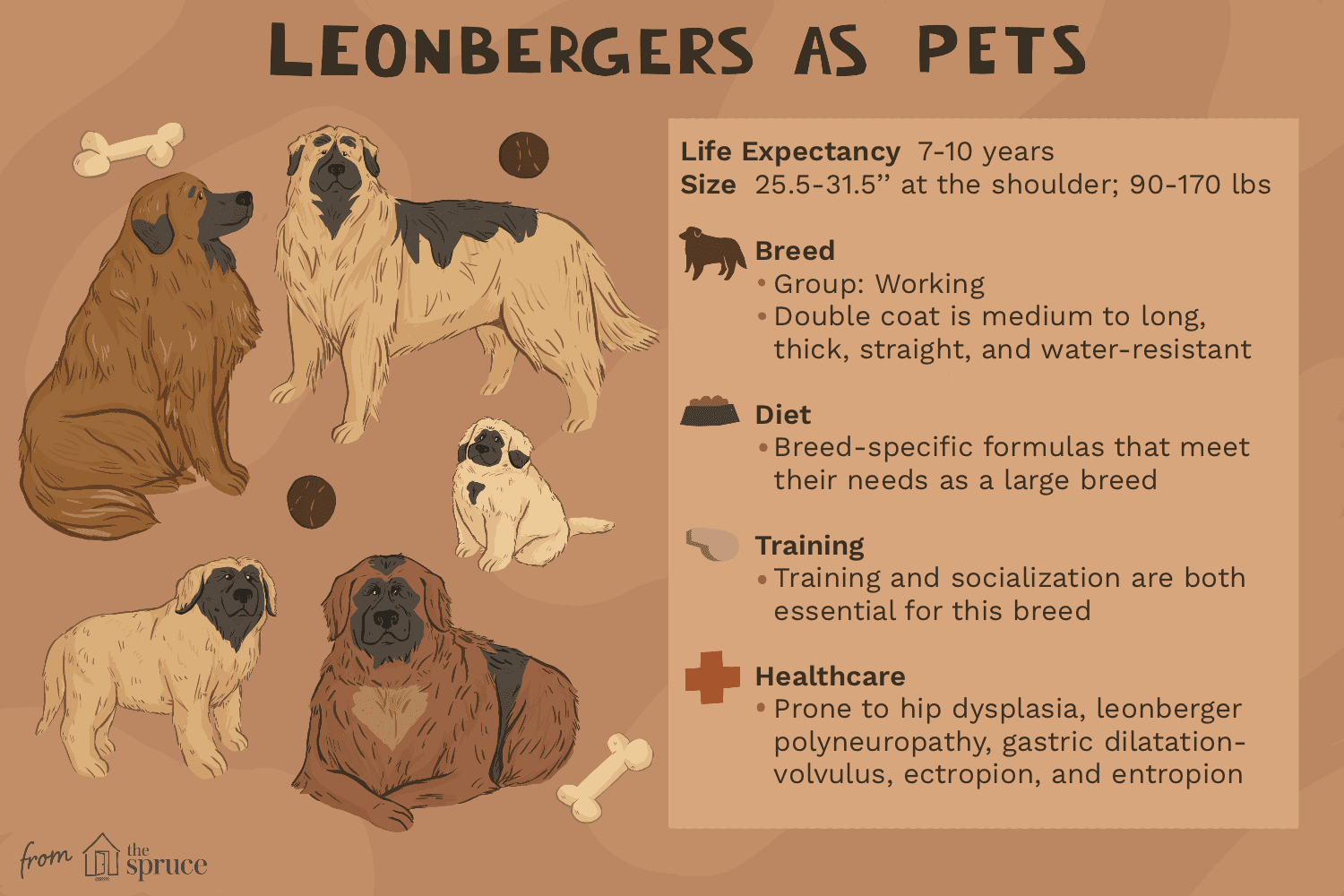leonbergers as pets illustration