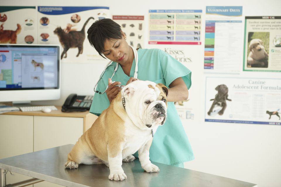 Vet vaccinating a bulldog in a vet's office.