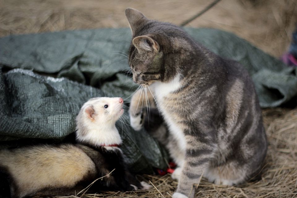 Cat Playing With Ferret