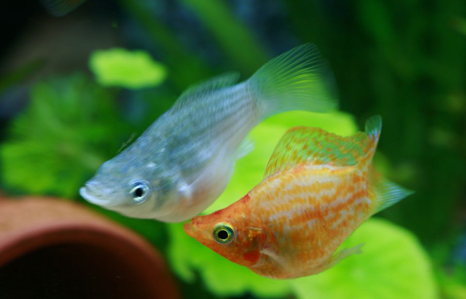Male and Female Balloon Mollies