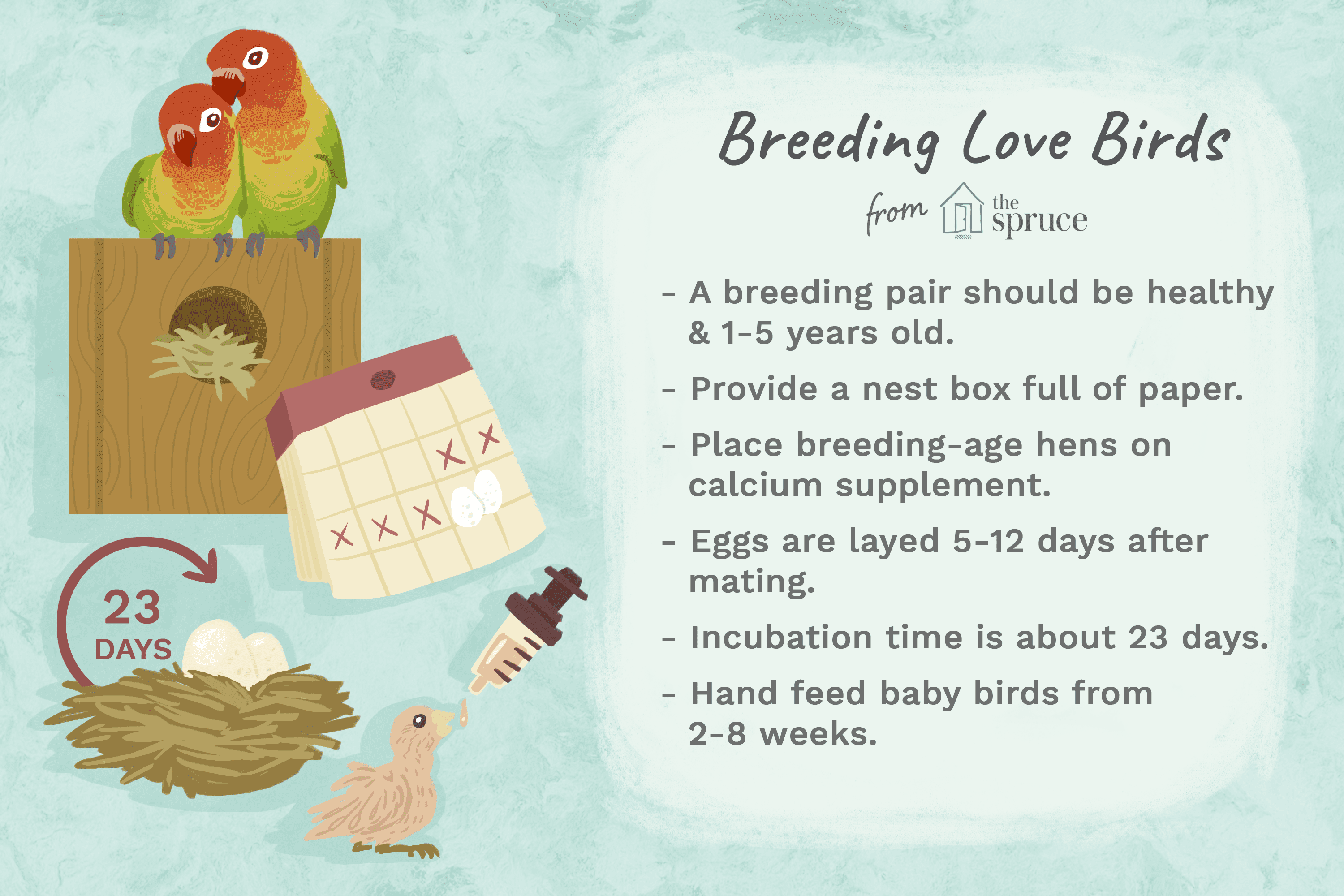 illustration of breeding love birds
