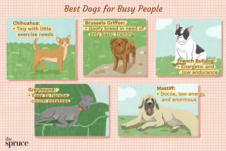 An illustration of the best dogs for busy people, featuring a Chihuahua, Brussels Griffon, and more.