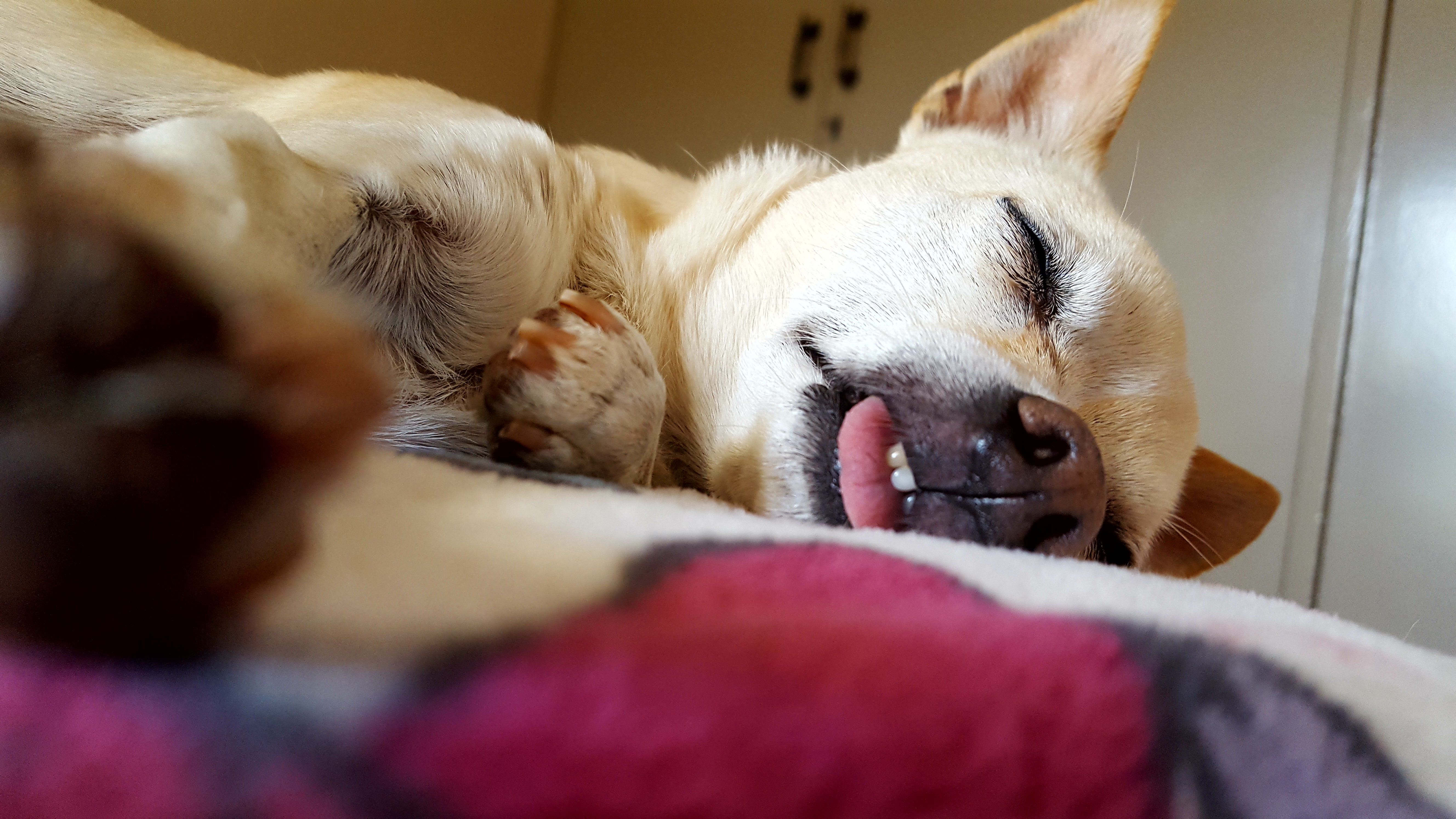 Close-up of chihuahua sleeping on bed