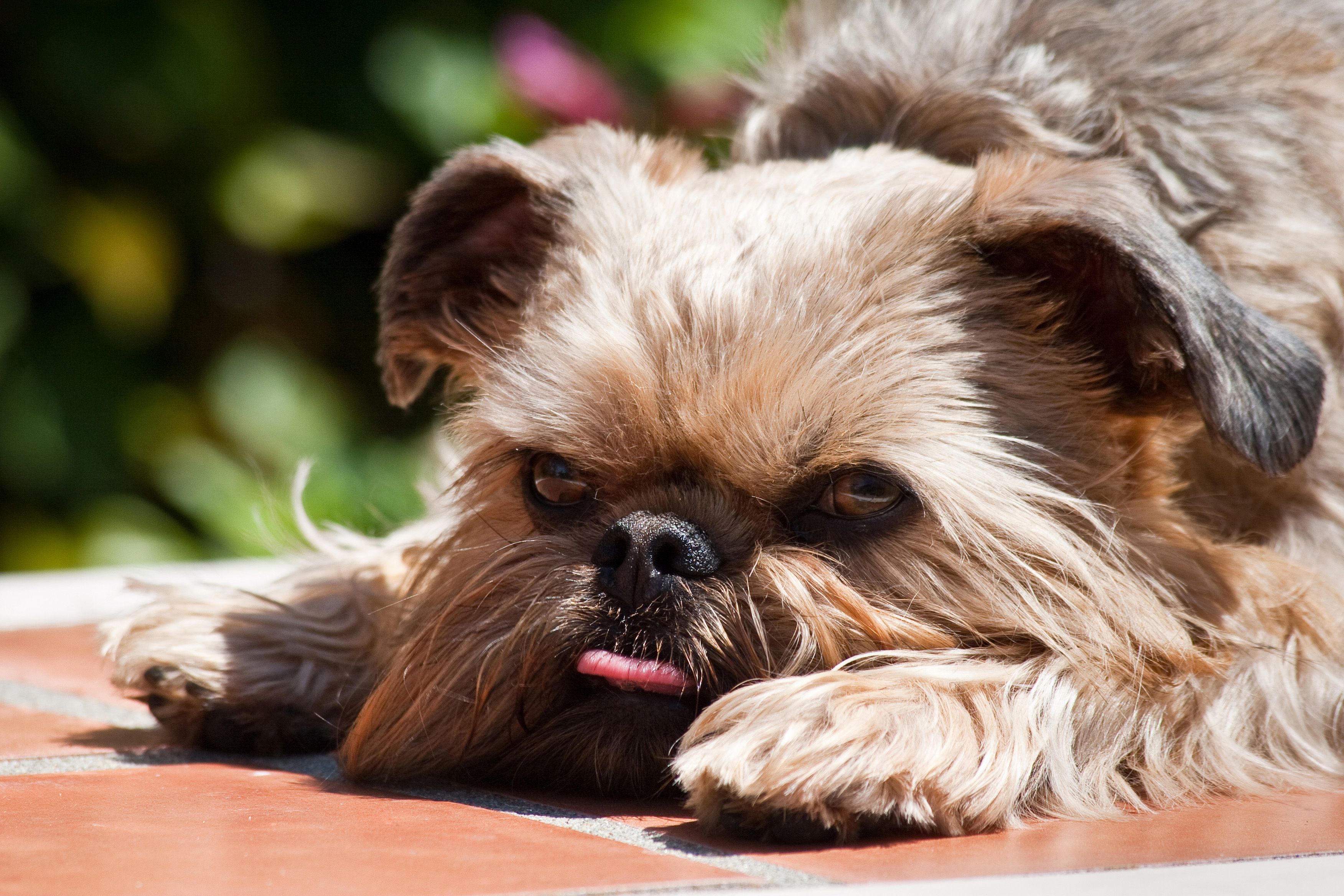 Brussels Griffon lying on tile garden bench with his tongue out, Santa Barbara, California, USA