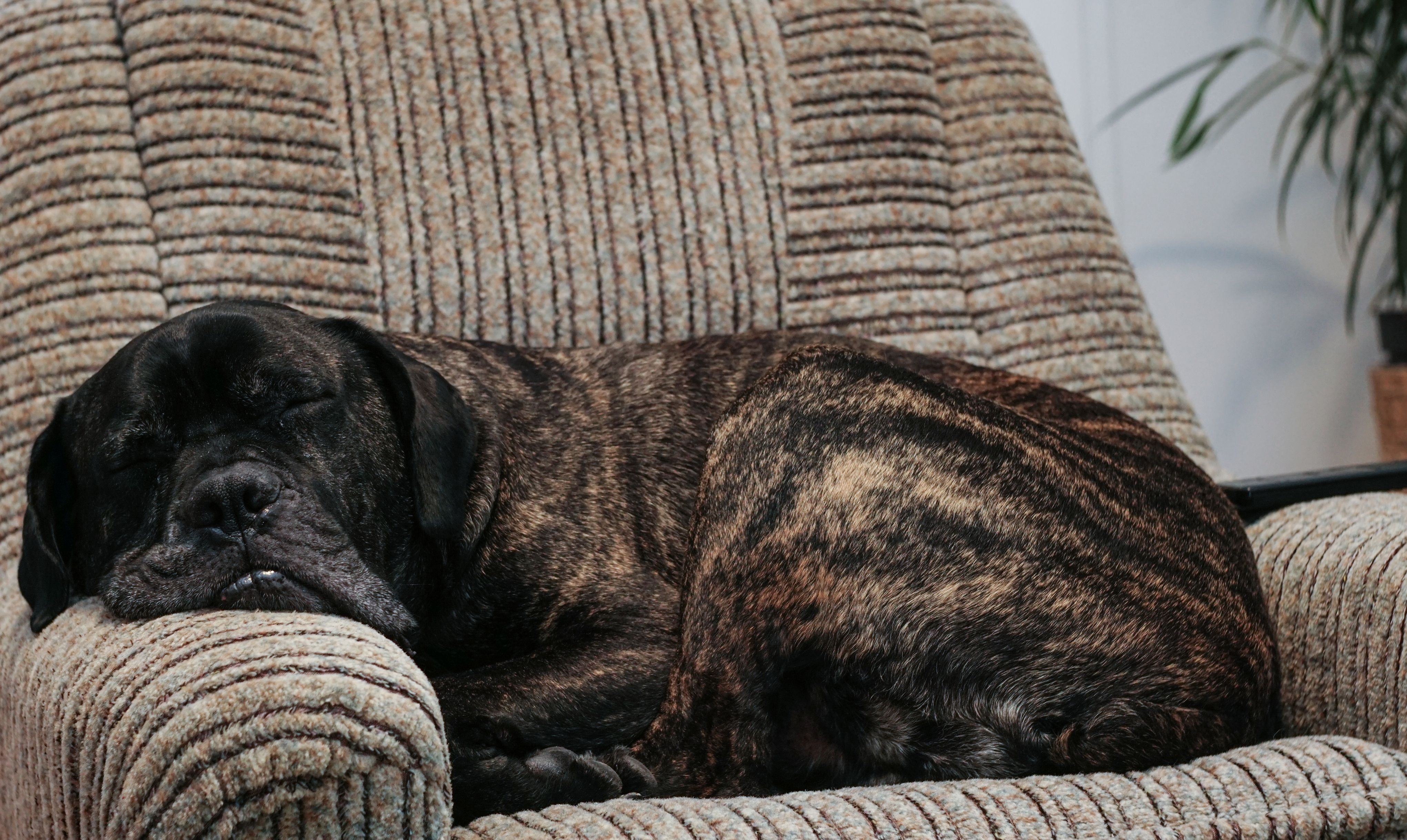 Mastiff Sleeping On Couch At Home