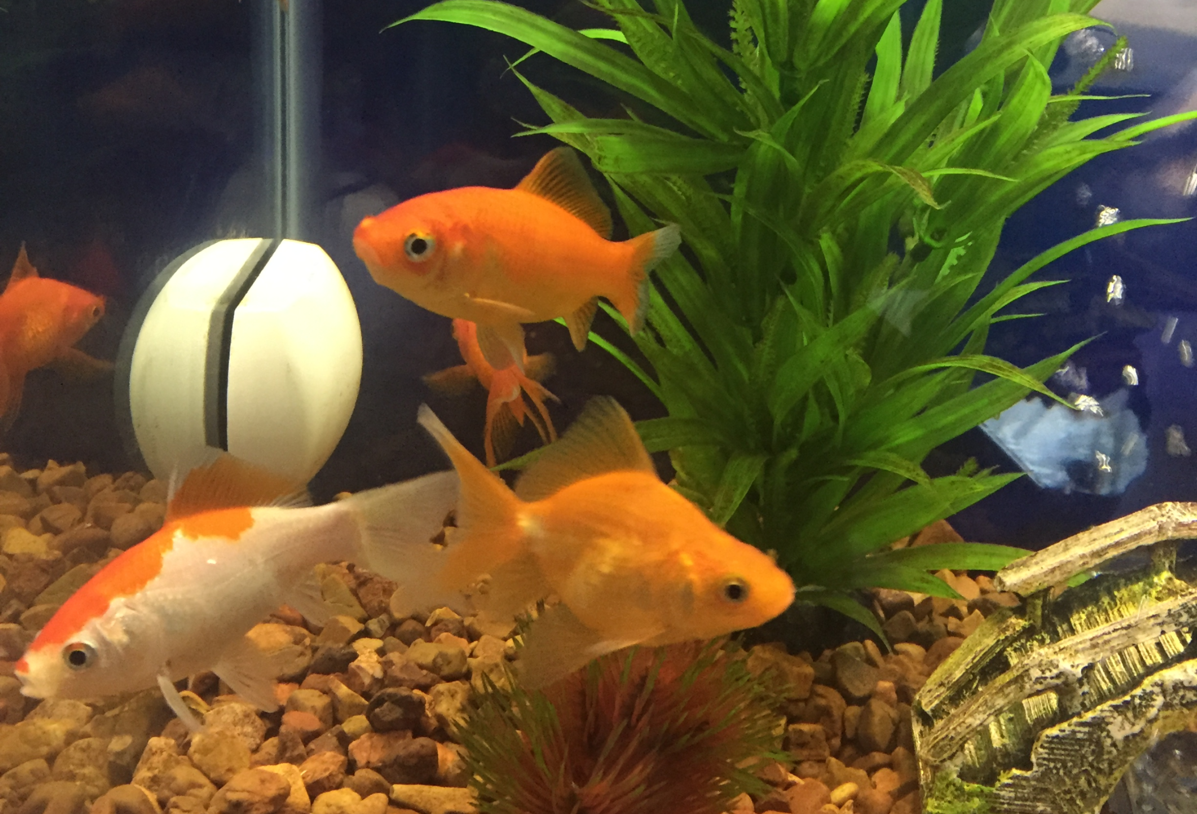 Goldfish in tank with plant