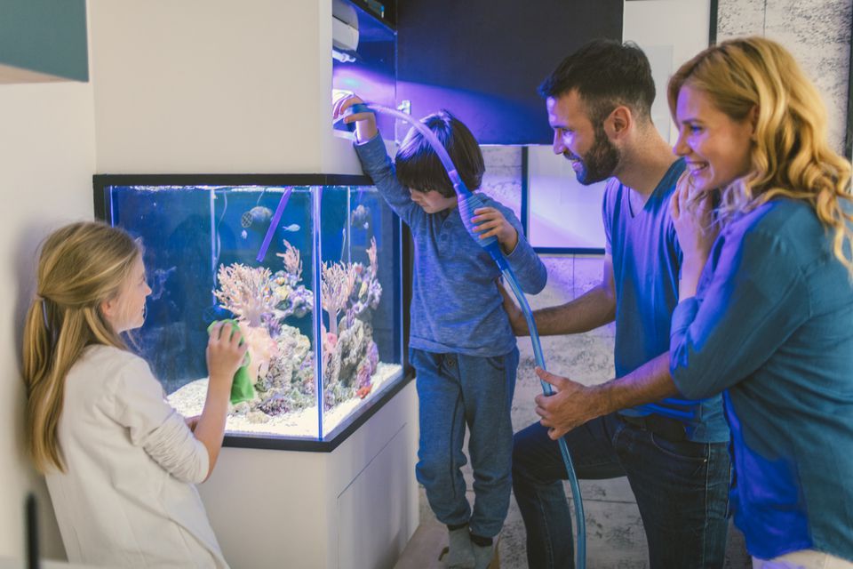 Family cleaning reef tank