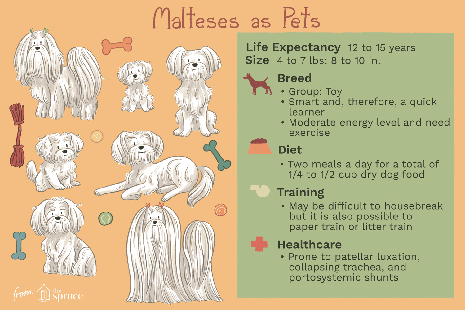 malteses as pets illustration