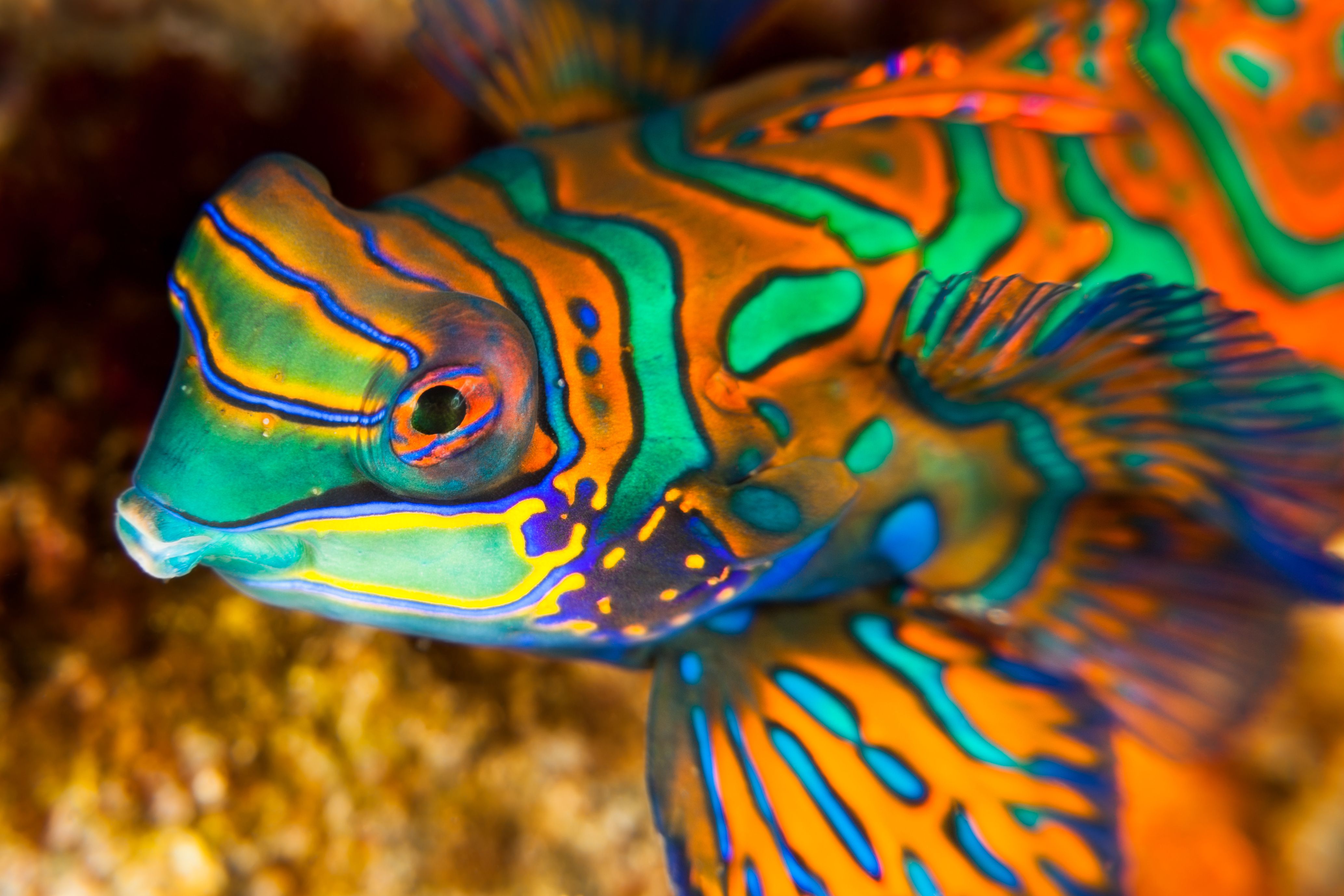 Portrait of Mandarin Fish Synchiropus splendidus, Banda Neira Island, Indonesia