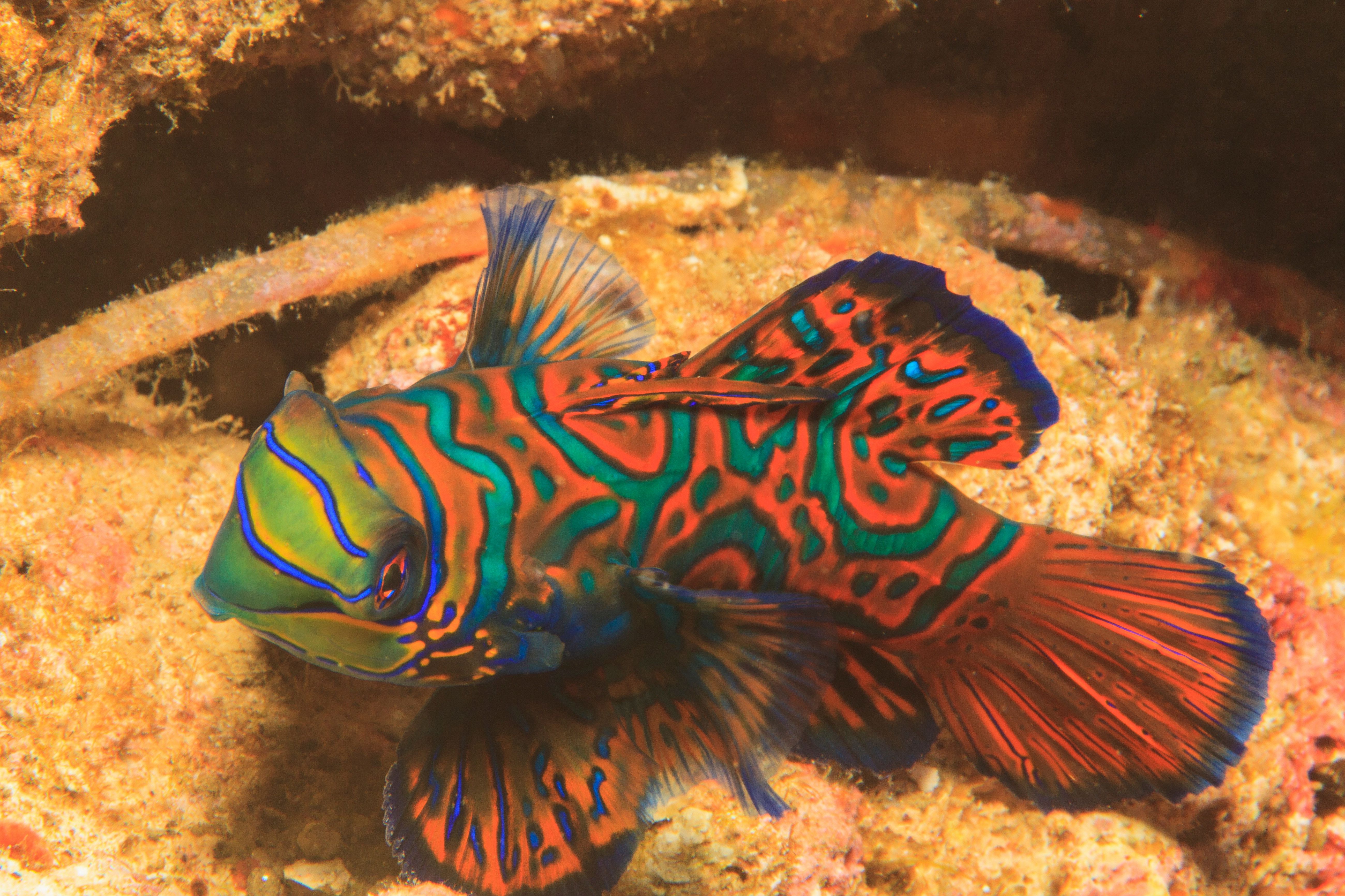 Mandarinfish swimming in coral reef