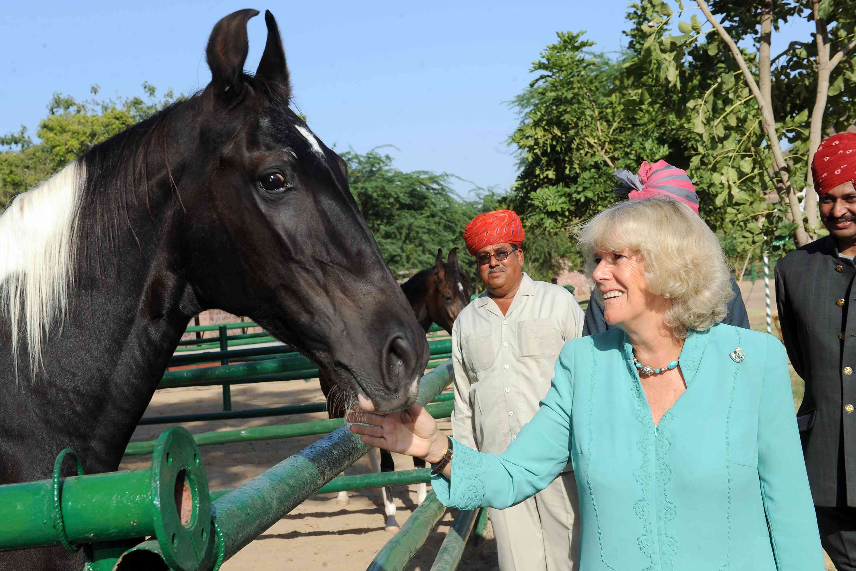 Camilla, Duchess of Cornwall visits a pinto Marwari in India.