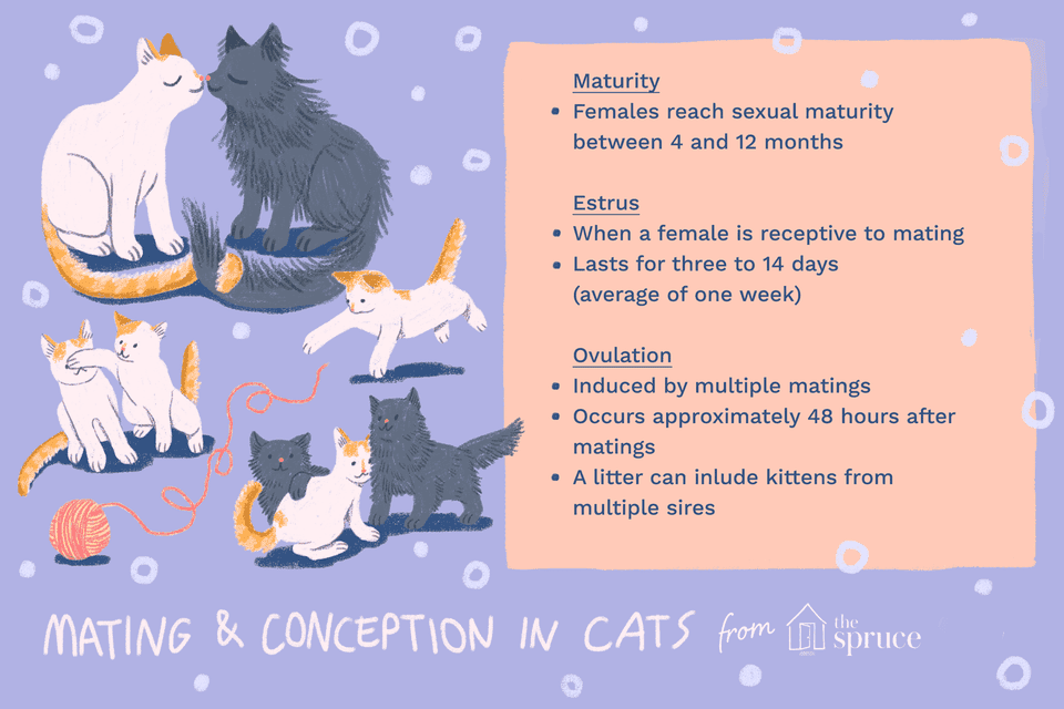 Illustration on facts about cat reproduction
