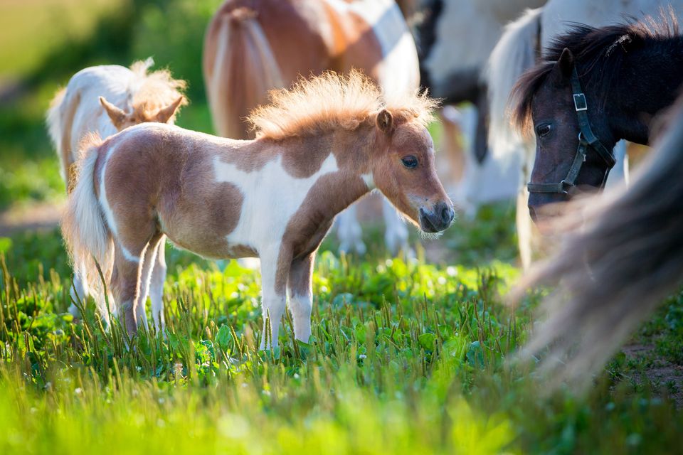 Herd of miniature horses in pasture