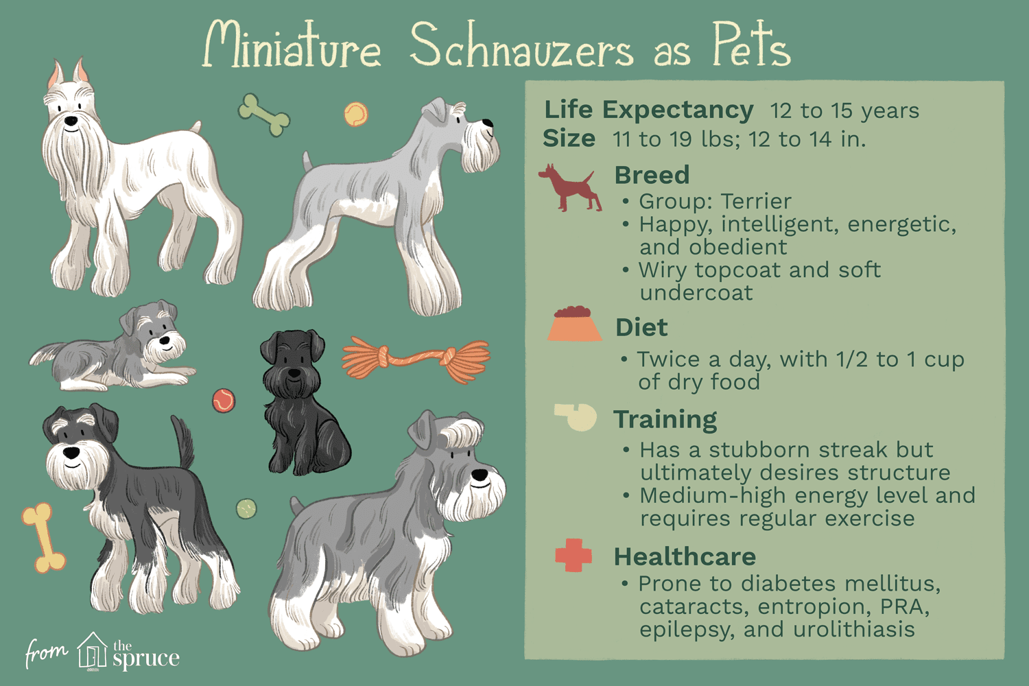 miniature schnauzers as pets illustration