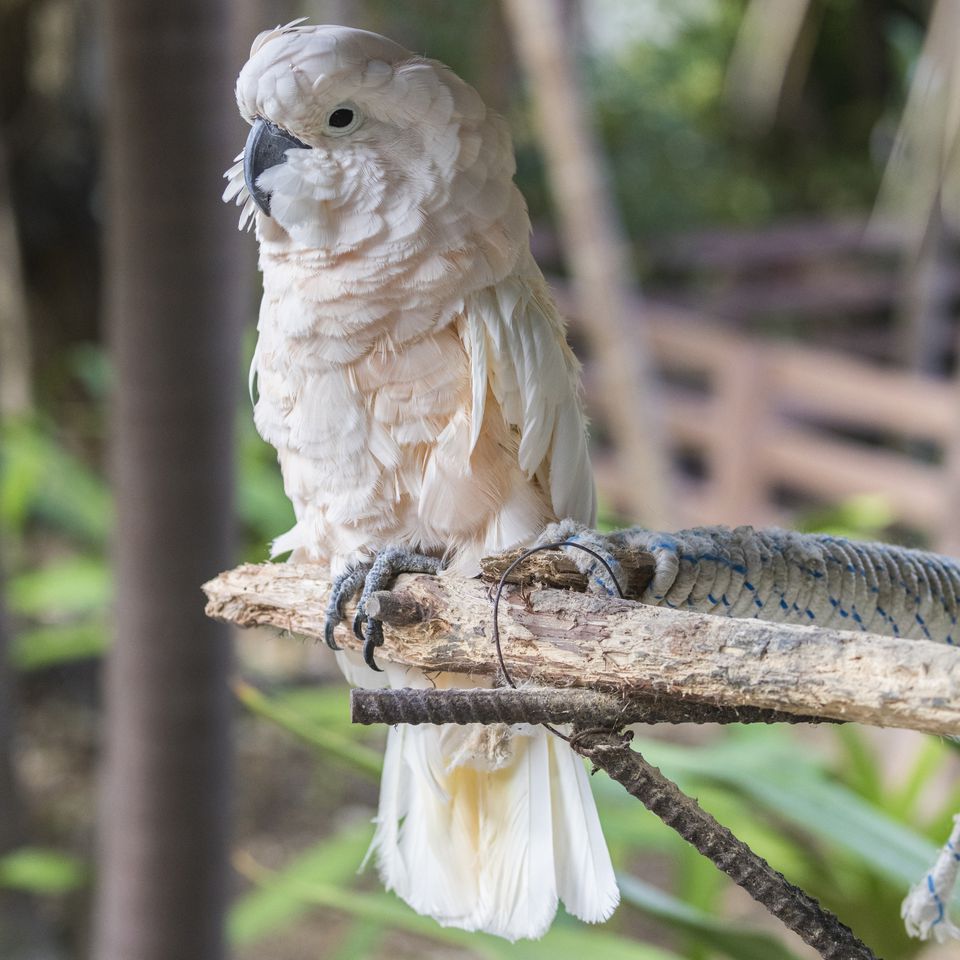 Moluccan cockatoo, as seen in the Bahamas.