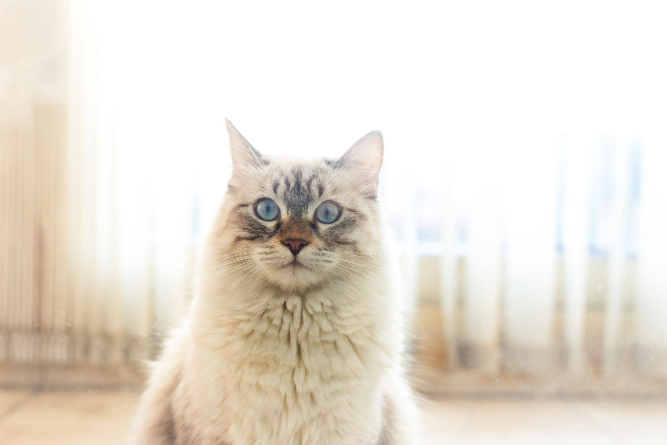 A long-haired white and tan cat with blue eyes looking at the camera standing in front of white curtains.