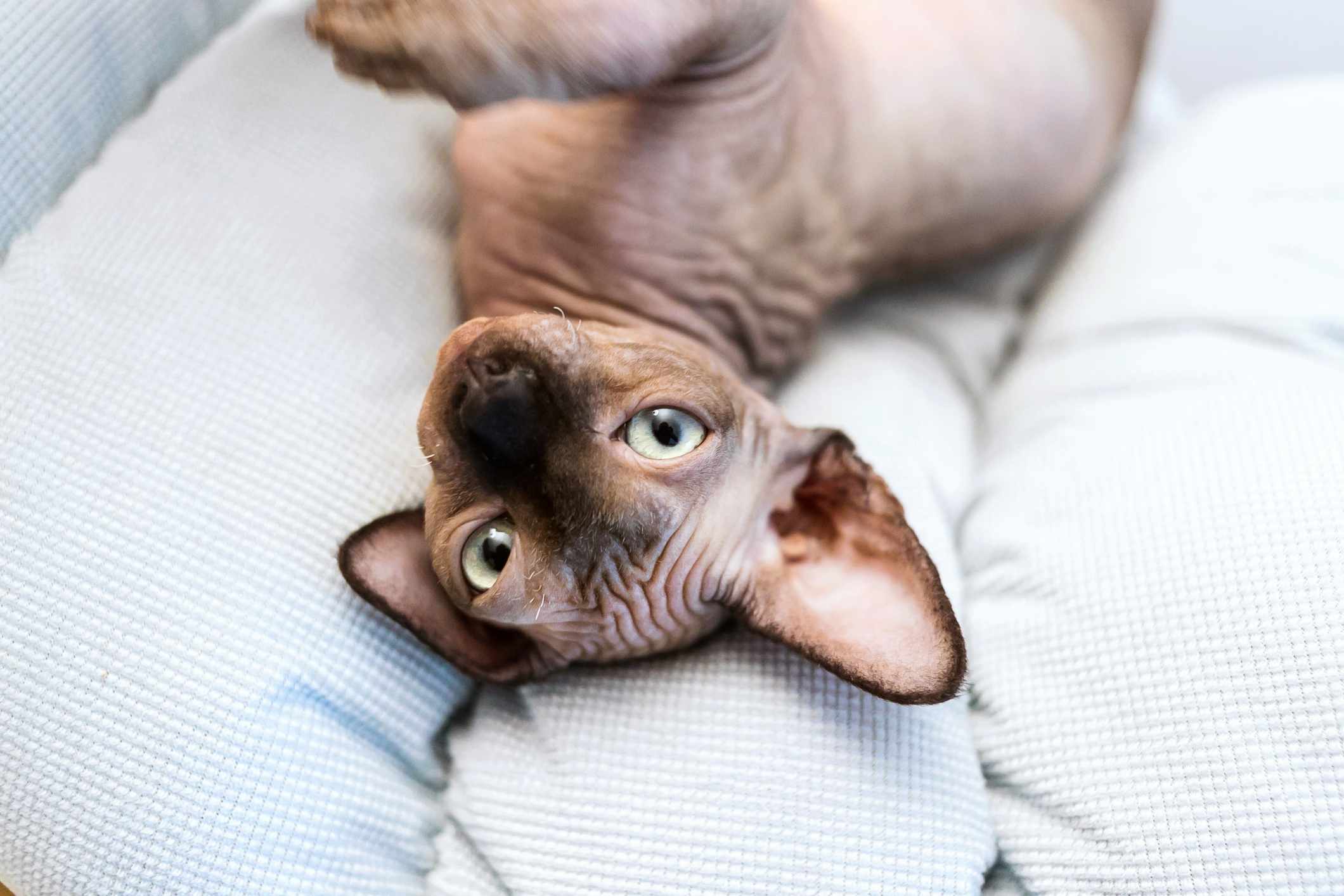 A hairless Sphynx cat laying on a bed looking at the camera while upside down.