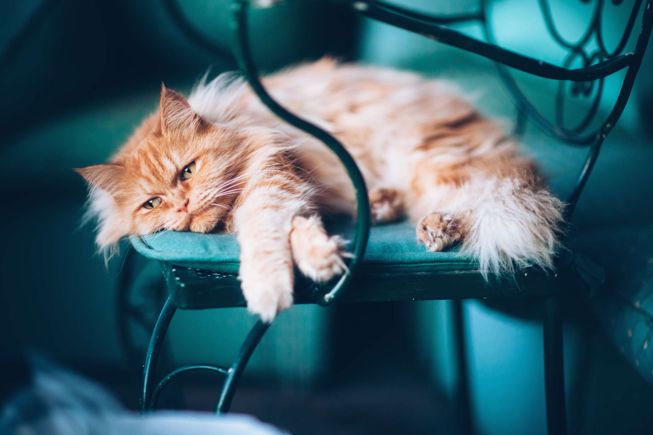 An orange cat with a smushed face sprawled out on a chair.