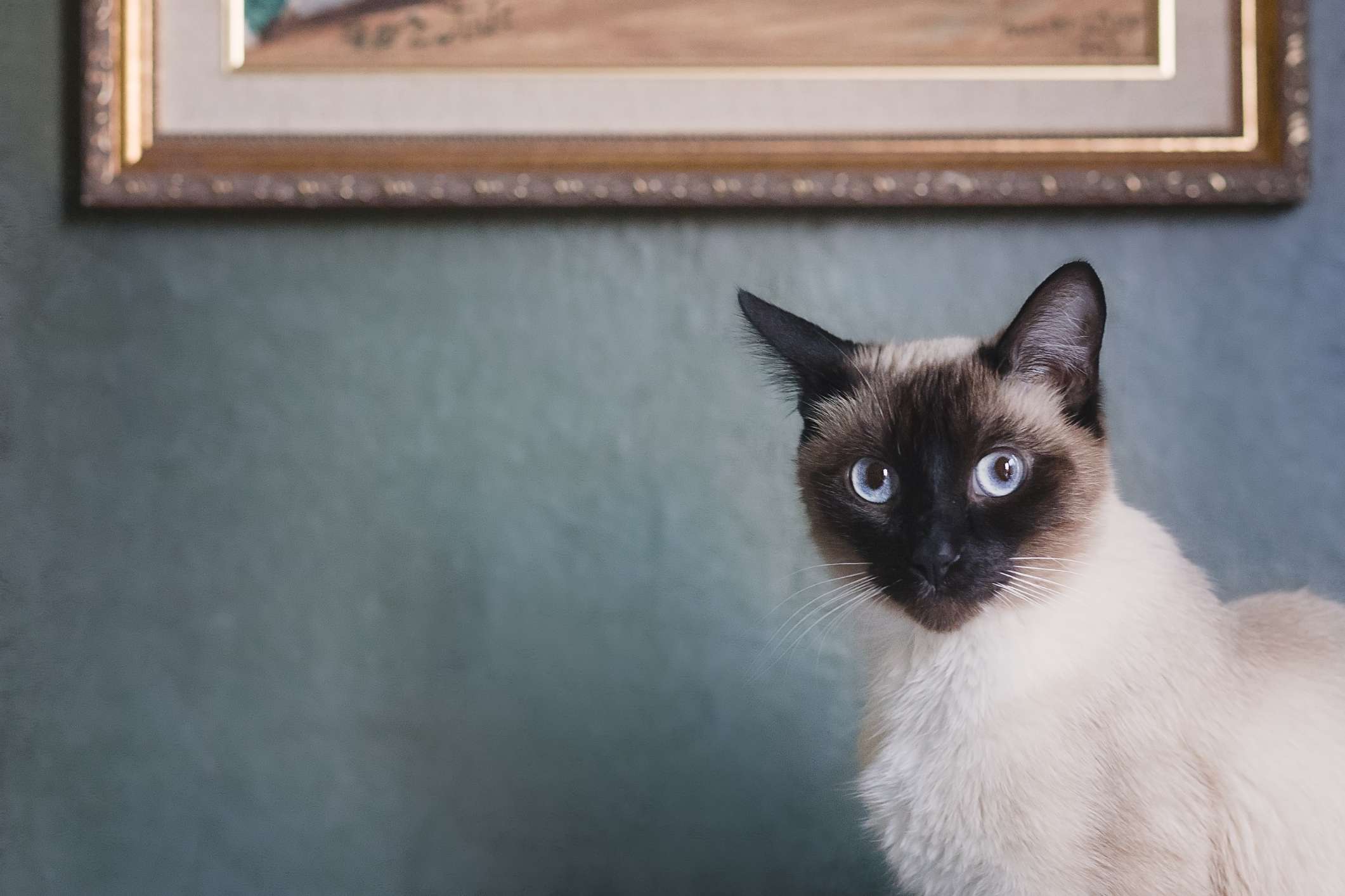 A Siamese cat with a dark face and blue eyes standing in front of a teal wall.