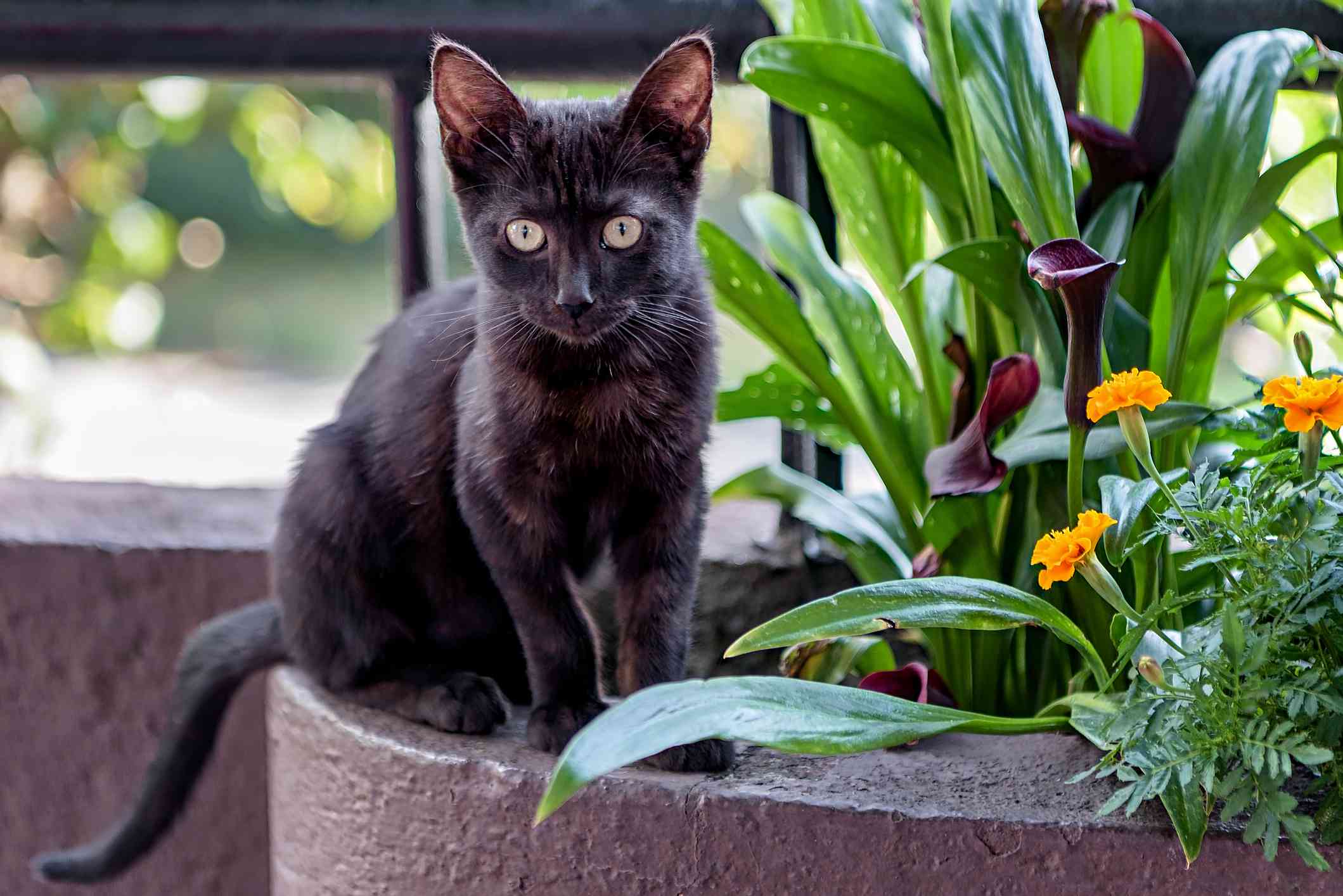 A small black cat with large eyes staring at the camera while sitting on a planter.