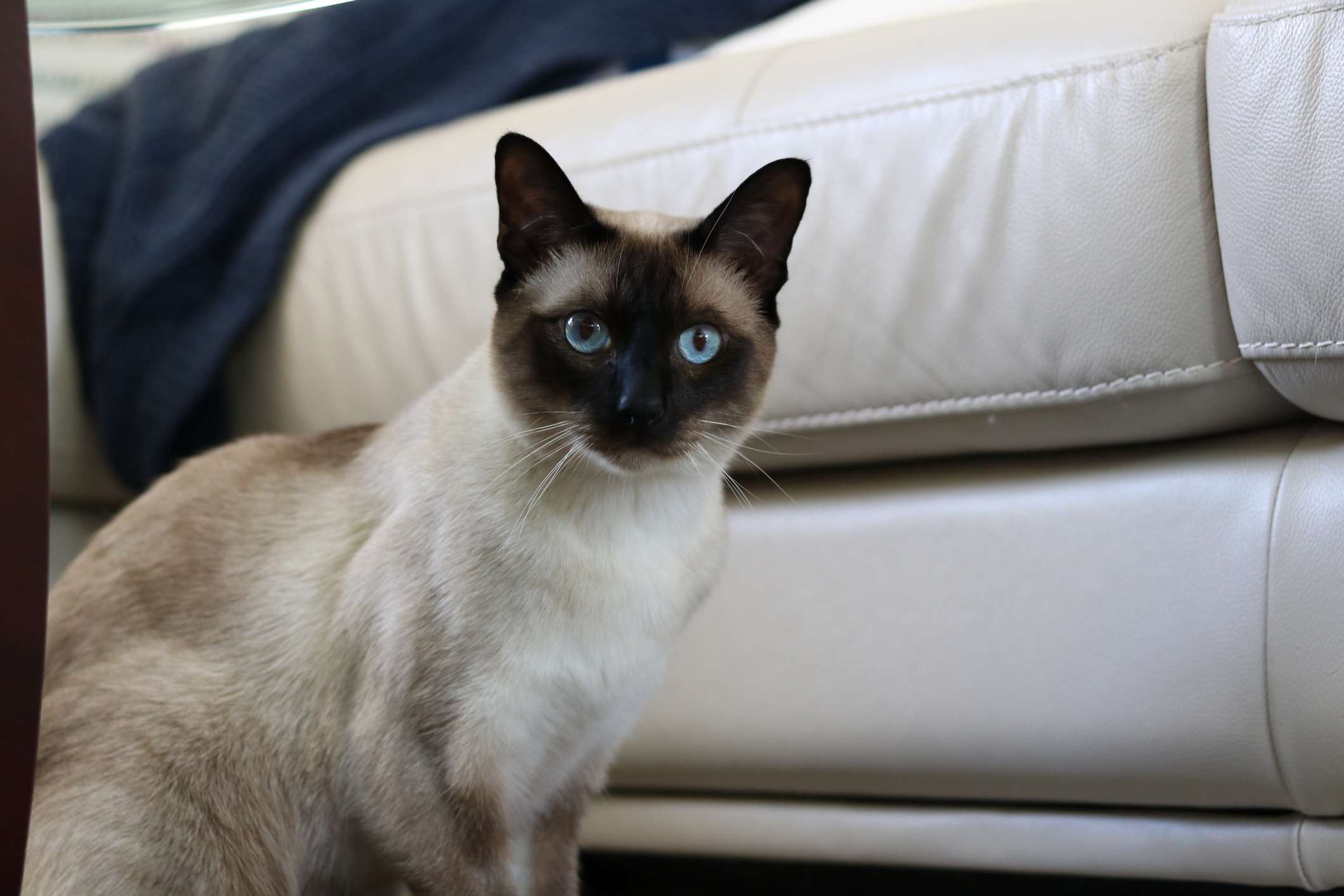 A cat with perked ears, blue eyes, and a dark face sitting in front of a couch.