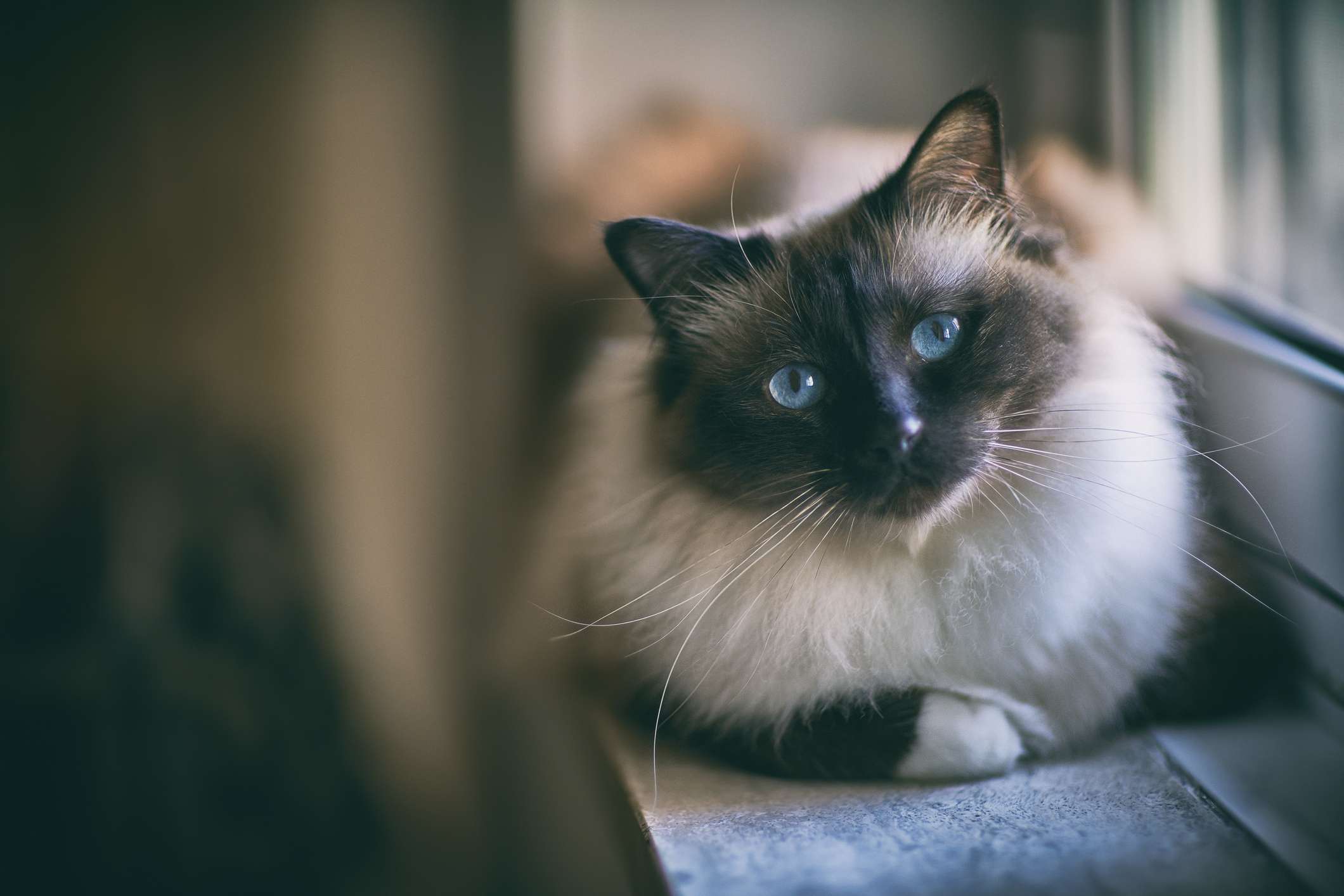A long-haired cat with a black face and blue eyes sitting on a windowsill.
