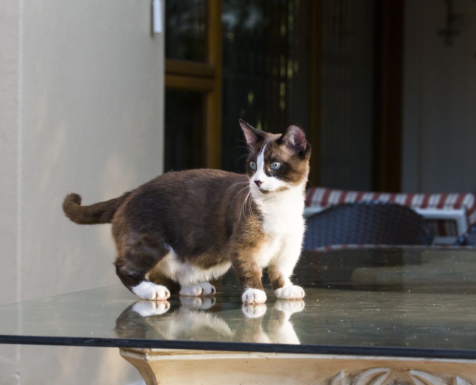Munchkin cat standing on a table