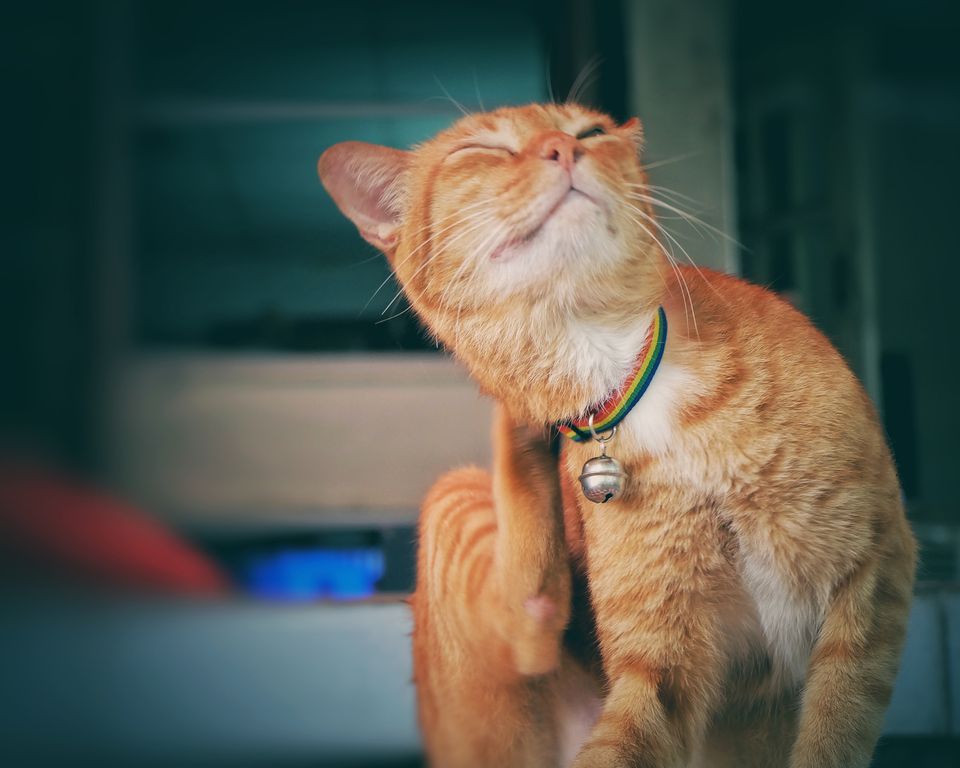 orange cat scratching an itch