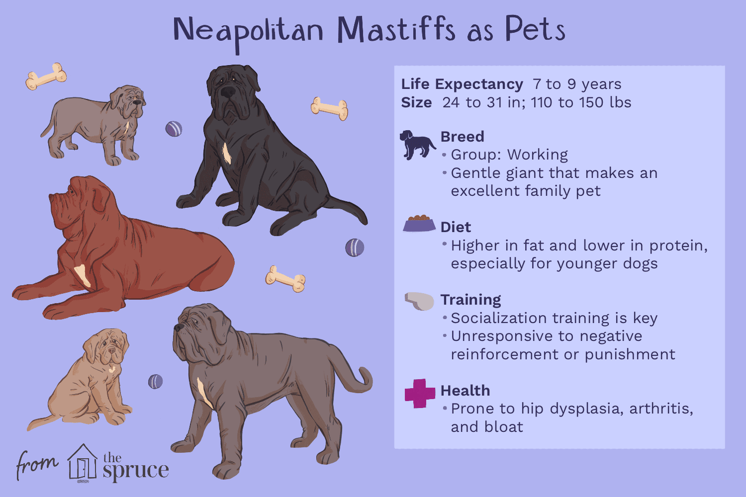 neapolitan mastiffs as pets illustration