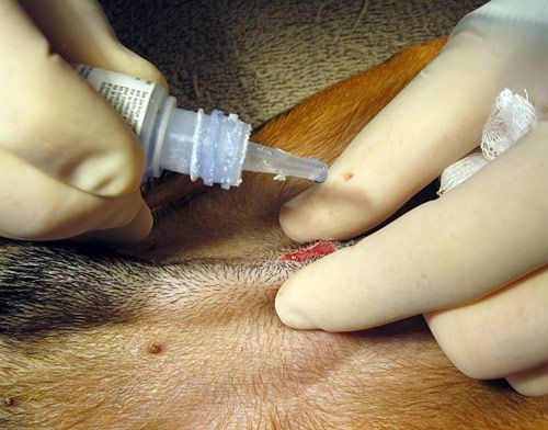 Applying the surgical glue to close the incision © Janet Tobiassen Crosby DVM