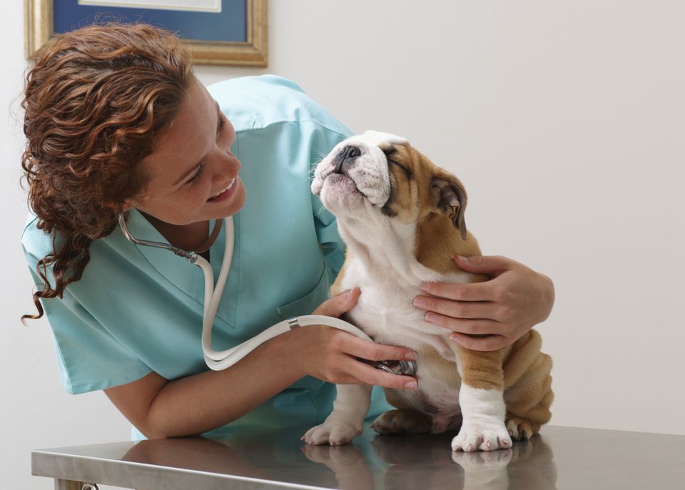 Veterinarian Examining Smiling Bulldog Puppy