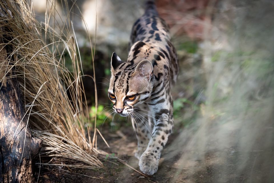 Close-up of Ocelot by Plant
