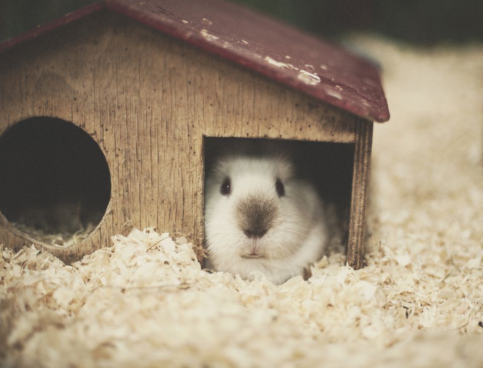 Guinea pig in a house