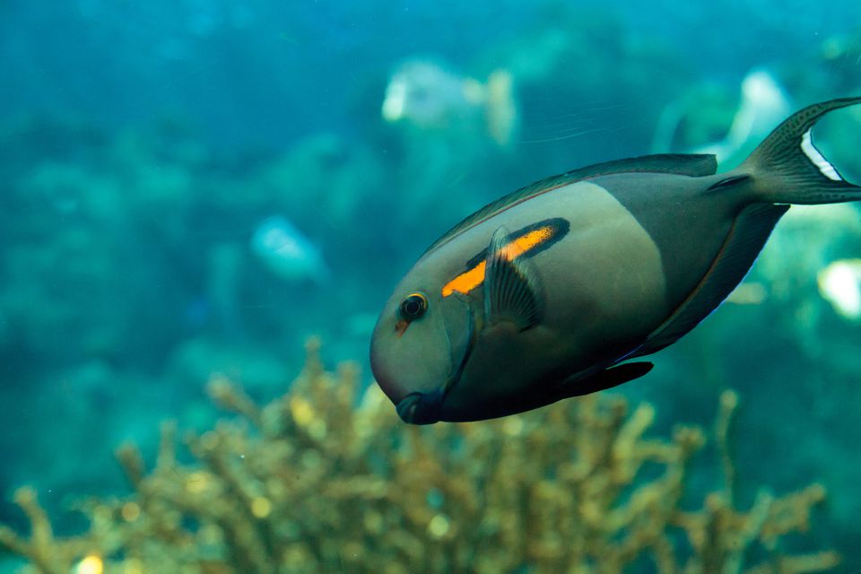Orange shoulder tang fish