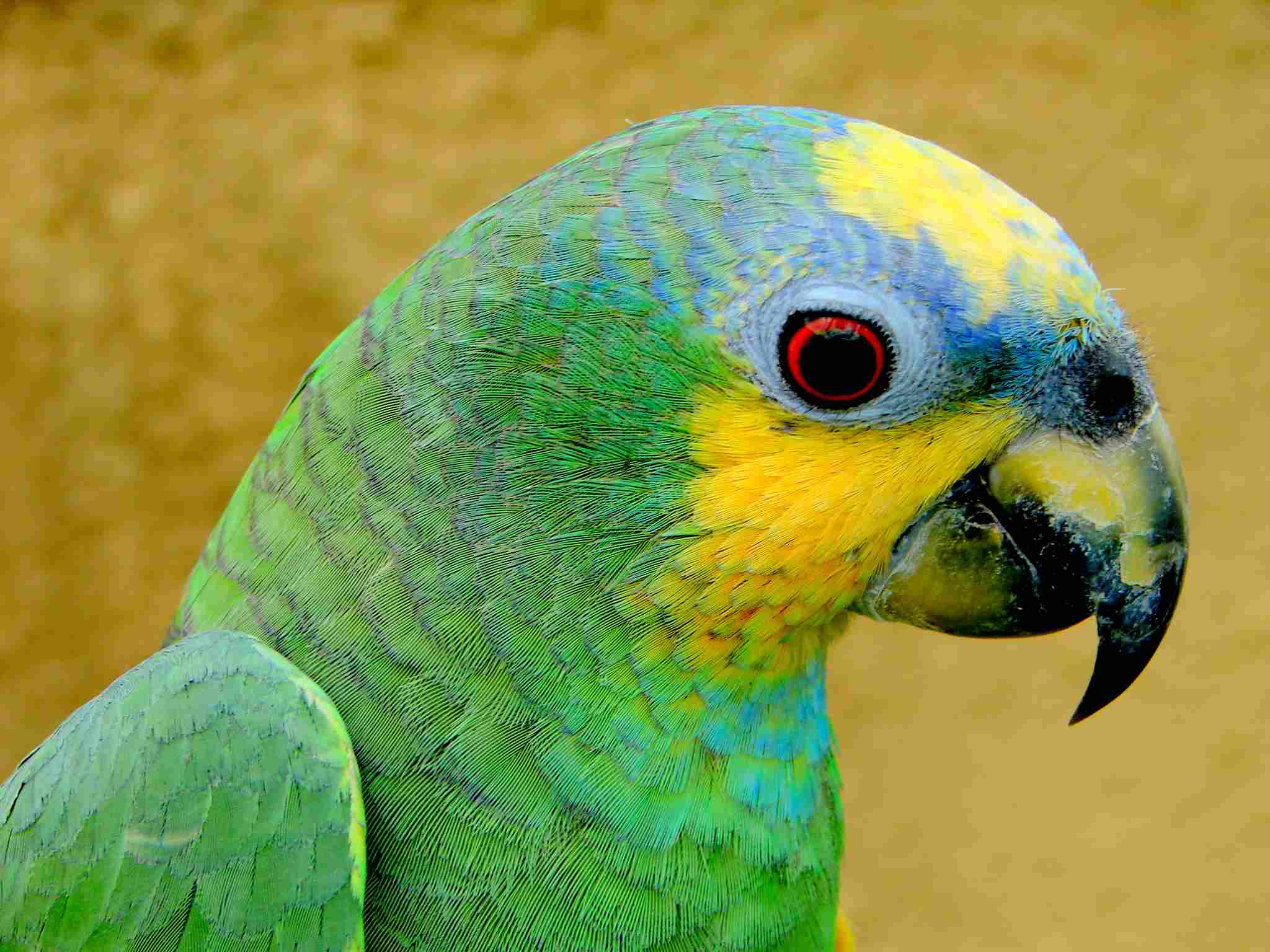 Orange-winged parrot