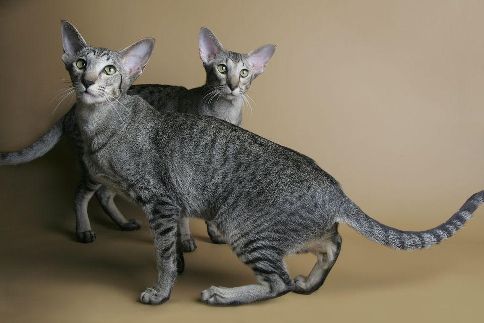 Two oriental shorthair cats portrait