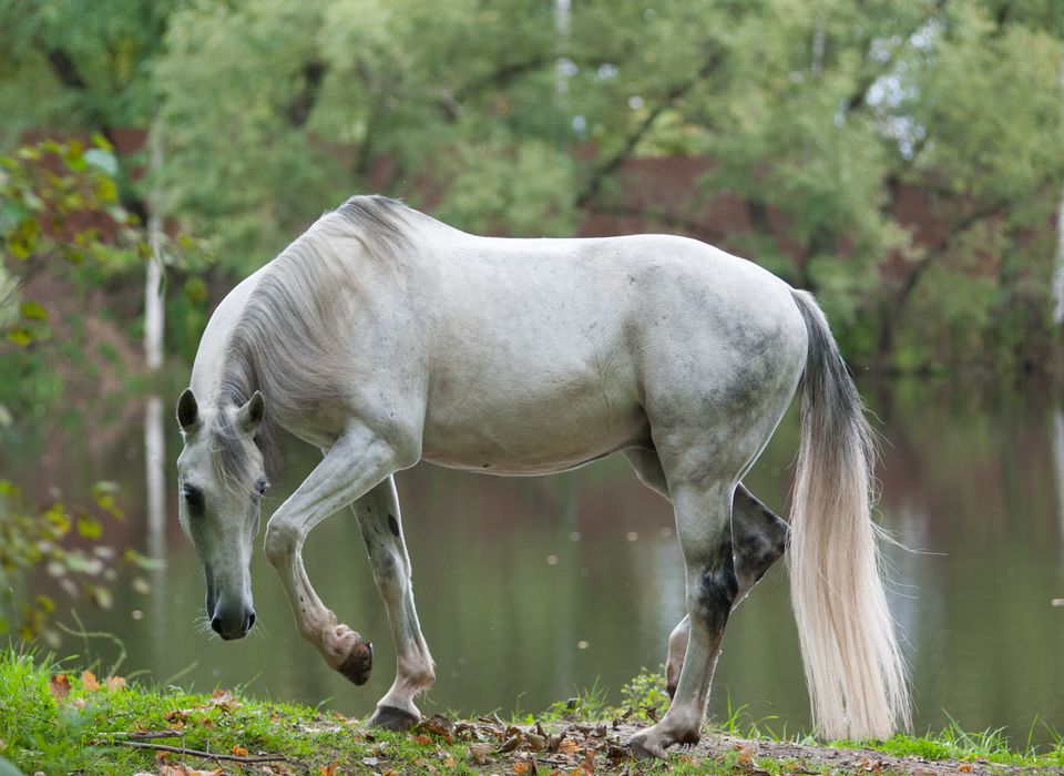Grey Orlov Trotter in a pasture in front of a lake, preparing to lie down