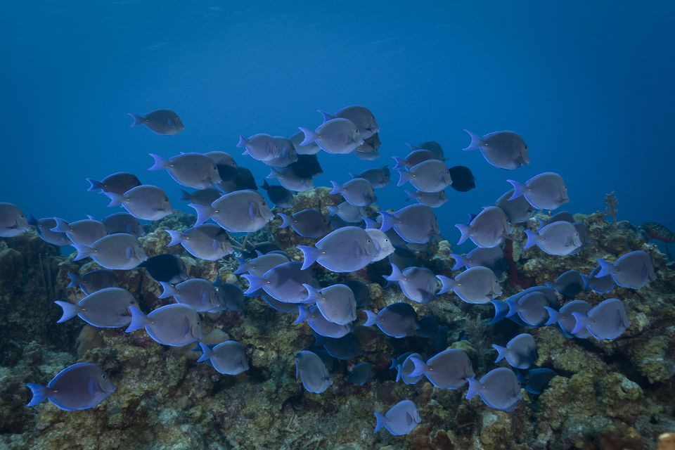 Pacific blue tang