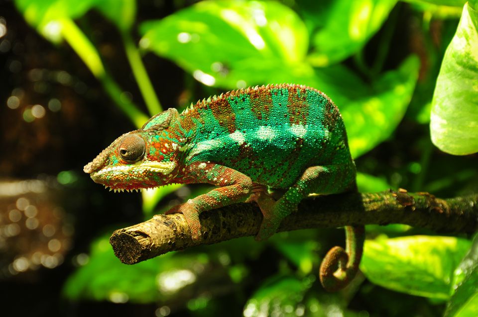 Panther chameleon on branch within greenery